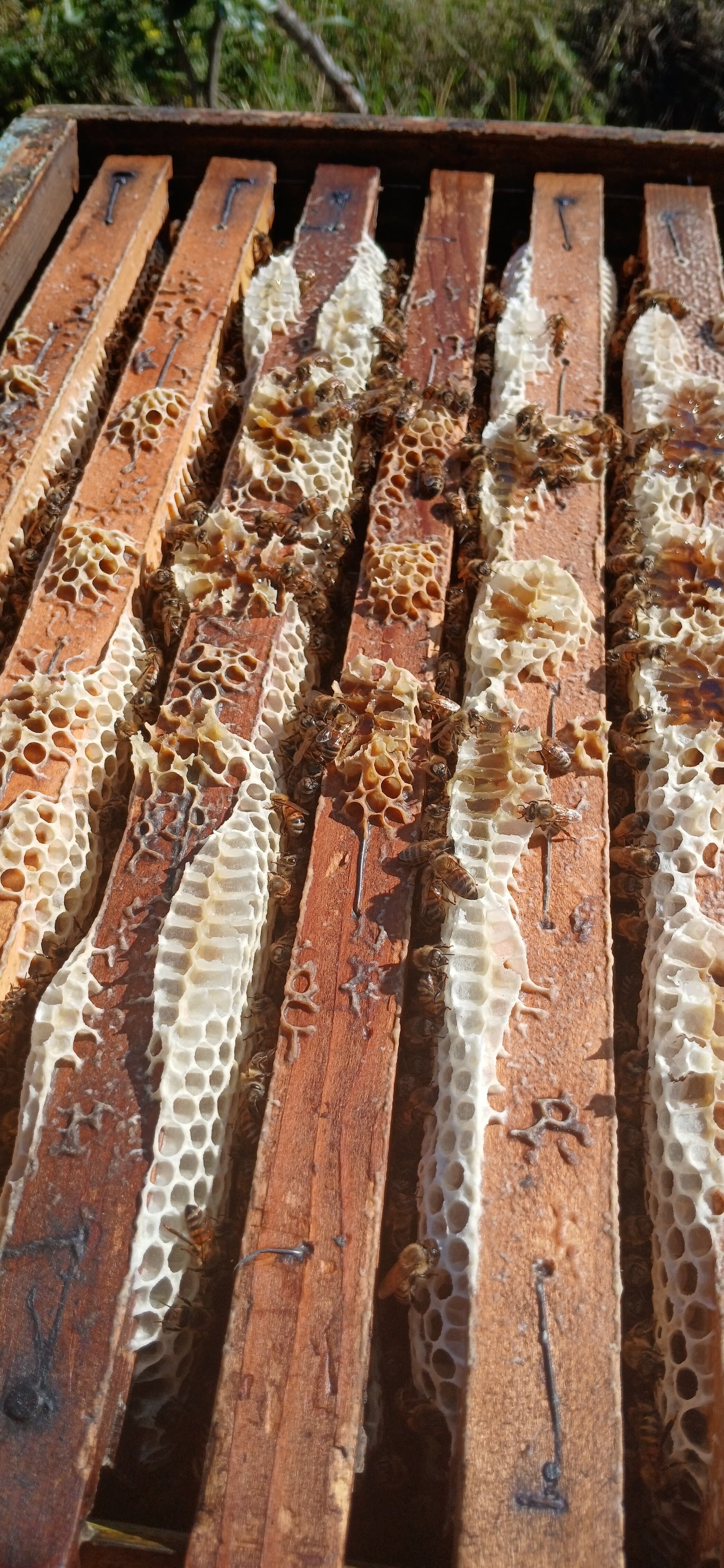 lavorazione dei melari nel locale di smielatura